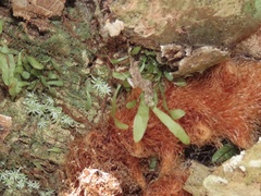 Vittaria lineata