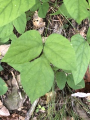 Hylodesmum