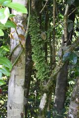 Lobariaceae