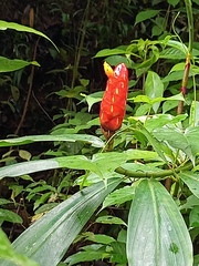 Costus scaber