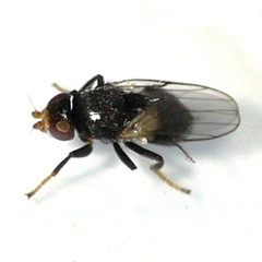 Limosininae