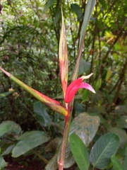 Heliconia metallica