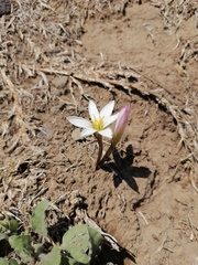 Zephyranthes fosteri