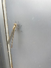 Austrolestes annulosus