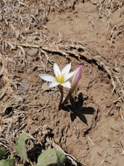 Zephyranthes fosteri