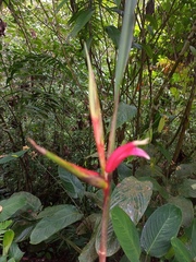Heliconia metallica