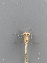 Austrolestes annulosus