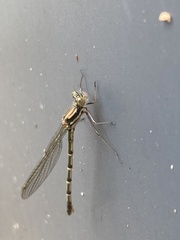 Austrolestes annulosus