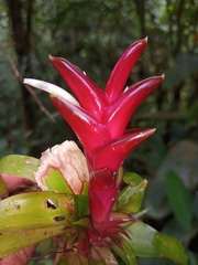 Tillandsia heliconioides