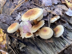 Hypholoma lateritium