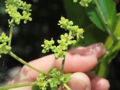 Hippocratea volubilis