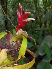 Tillandsia heliconioides