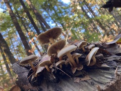 Hypholoma lateritium