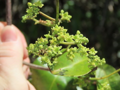 Hippocratea volubilis