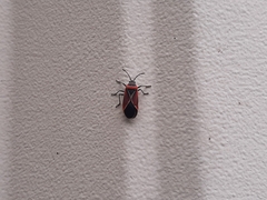 Neacoryphus bicrucis