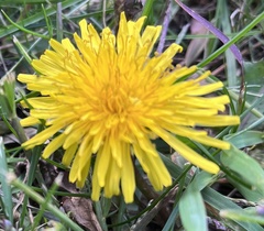 Taraxacum