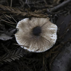 Lepiota rubrotinctoides