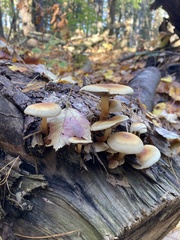 Hypholoma lateritium