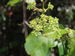 Hippocratea volubilis