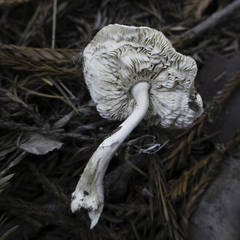 Lepiota rubrotinctoides