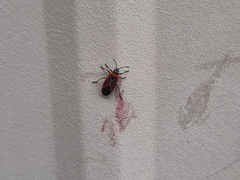 Neacoryphus bicrucis