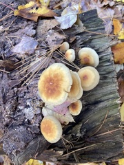 Hypholoma lateritium