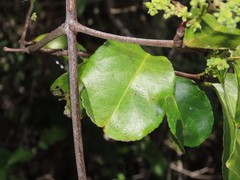 Hippocratea volubilis
