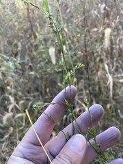 Polygonum ramosissimum