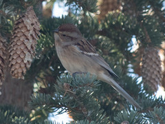 Spizelloides arborea