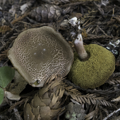 Xerocomellus mendocinensis