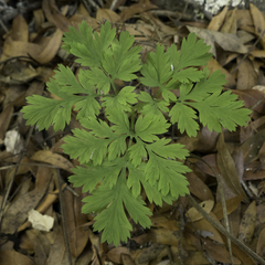 Dicentra formosa