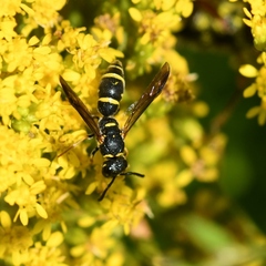 Parancistrocerus pedestris