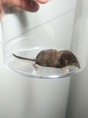Sorex cinereus