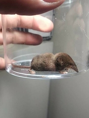 Sorex cinereus