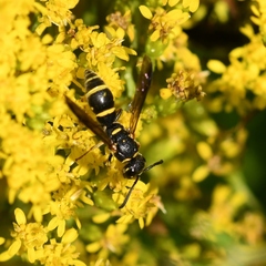 Parancistrocerus pedestris