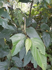 Piper arboreum