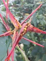 Heliconia latispatha image