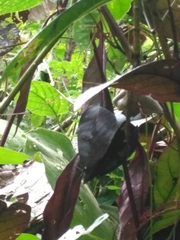 Phyllodes consobrina