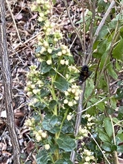 Paradejeania rutilioides