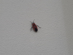 Neacoryphus bicrucis