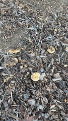 Lactarius alnicola