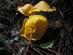 Hymenogloea papyracea