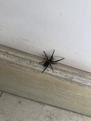 Araneomorphae