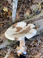 Tricholoma caligatum