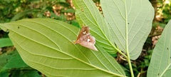 Phostria