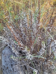 Artemisia suksdorfii