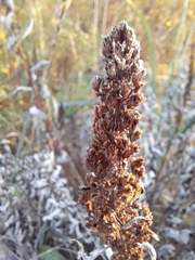 Artemisia suksdorfii