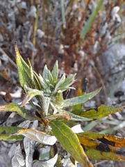 Artemisia suksdorfii