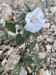 Jacquemontia pringlei