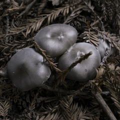 Melanoleuca melaleuca